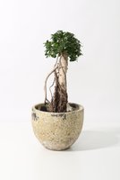 【ザ ファーム ユニバーサル/the Farm UNIVERSAL / GOODS】のパンダガジュマル 接木 大人の最旬トレンドファッション＆コーディネート founy(ファウニー) 春 Spring 秋 Autumn 人気 Popular, Best Seller 夏 Summer |ID:prp329100004958247