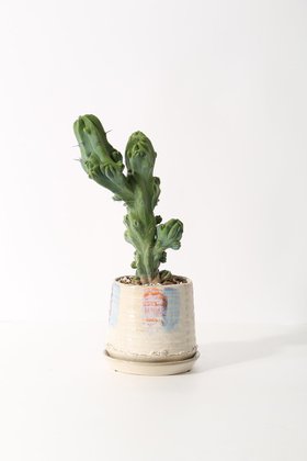 【ザ ファーム ユニバーサル/the Farm UNIVERSAL / GOODS】の竜神木 石化 Mサイズ 人気、トレンドファッション・服の通販 founy(ファニー) 春 Spring 秋 Autumn 夏 Summer |ID:prp329100004958259