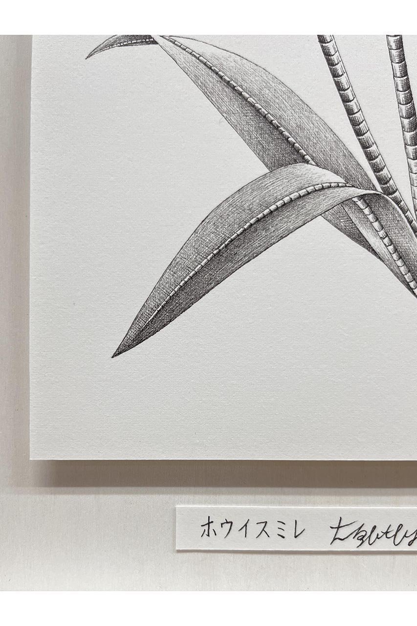 【アートオテーク/ARTOTHEQUE / GOODS】の【則松 夏凜】ホウイスミレ 人気、トレンドファッション・服の通販 founy(ファニー) 　アクリル　Acrylic Material　ガラス　Glass, Glassware　メンズ　Men's, Menswear　夏　Summer　other-4|ID: prp329100004959786 ipo3291000000037211428