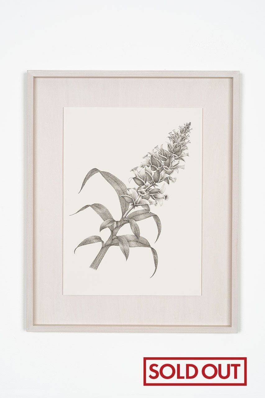 【アートオテーク/ARTOTHEQUE / GOODS】の【則松 夏凜】ミアクンバの植物(カゼナシ) インテリア・キッズ・メンズ・レディースファッション・服の通販 founy(ファニー) 　メンズ　Men's, Menswear　モチーフ　Motif, Design Theme　夏　Summer　-|ID: prp329100004959976 ipo3291000000037212310