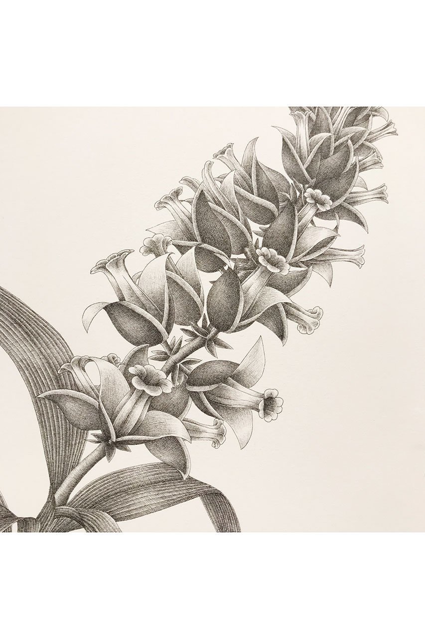 【アートオテーク/ARTOTHEQUE / GOODS】の【則松 夏凜】ミアクンバの植物(カゼナシ) 人気、トレンドファッション・服の通販 founy(ファニー) 　メンズ　Men's, Menswear　モチーフ　Motif, Design Theme　夏　Summer　other-2|ID: prp329100004959976 ipo3291000000037212311