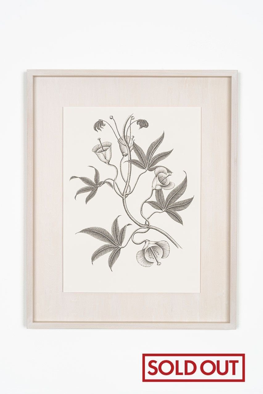 【アートオテーク/ARTOTHEQUE / GOODS】の【則松 夏凜】ミアクンバの植物(オオキチコウ) 人気、トレンドファッション・服の通販 founy(ファニー) 　メンズ　Men's, Menswear　モチーフ　Motif, Design Theme　リアル　Real, Realistic　夏　Summer　 other-1|ID: prp329100004959977 ipo3291000000037212313