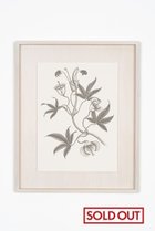 【アートオテーク/ARTOTHEQUE / GOODS】の【則松 夏凜】ミアクンバの植物(オオキチコウ) 人気、トレンドファッション・服の通販 founy(ファニー) メンズ Men's, Menswear モチーフ Motif, Design Theme リアル Real, Realistic 夏 Summer thumbnail -|ID: prp329100004959977 ipo3291000000037212314