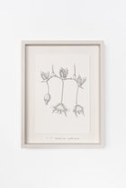 【アートオテーク/ARTOTHEQUE / GOODS】の【則松 夏凜】ヨツリボク -|ID: prp329100004959981 ipo3291000000037212326