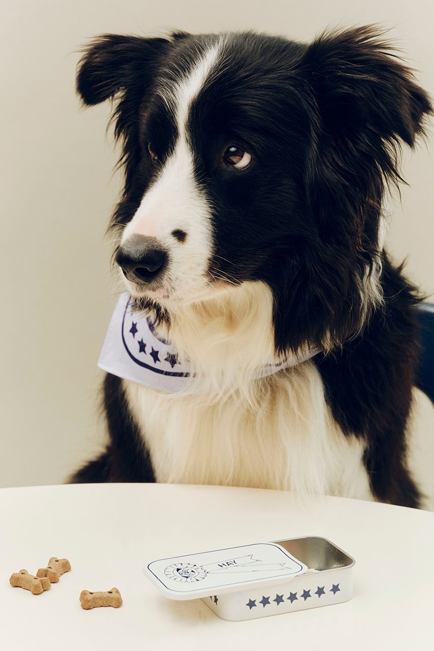 【ヘイ/HAY / GOODS】のHAY DOGS TREAT TIN S 人気、トレンドファッション・服の通販 founy(ファニー) 　アクセサリー　Fashion Accessories　カラフル　Colorful Design　コンパクト　Compact, Small Size　スマート　Smart, Elegant　ポケット　Pocket, Pocket Detail　新作・新入荷　New Arrivals / New In　犬　Dog　ホーム・キャンプ・アウトドア・お取り寄せ　Home Living / Home & Lifestyle / Camping Gear / Outdoor Camping　ペットグッズ　Pet Supplies　other-4|ID: prp329100004963410 ipo3291000000037234523