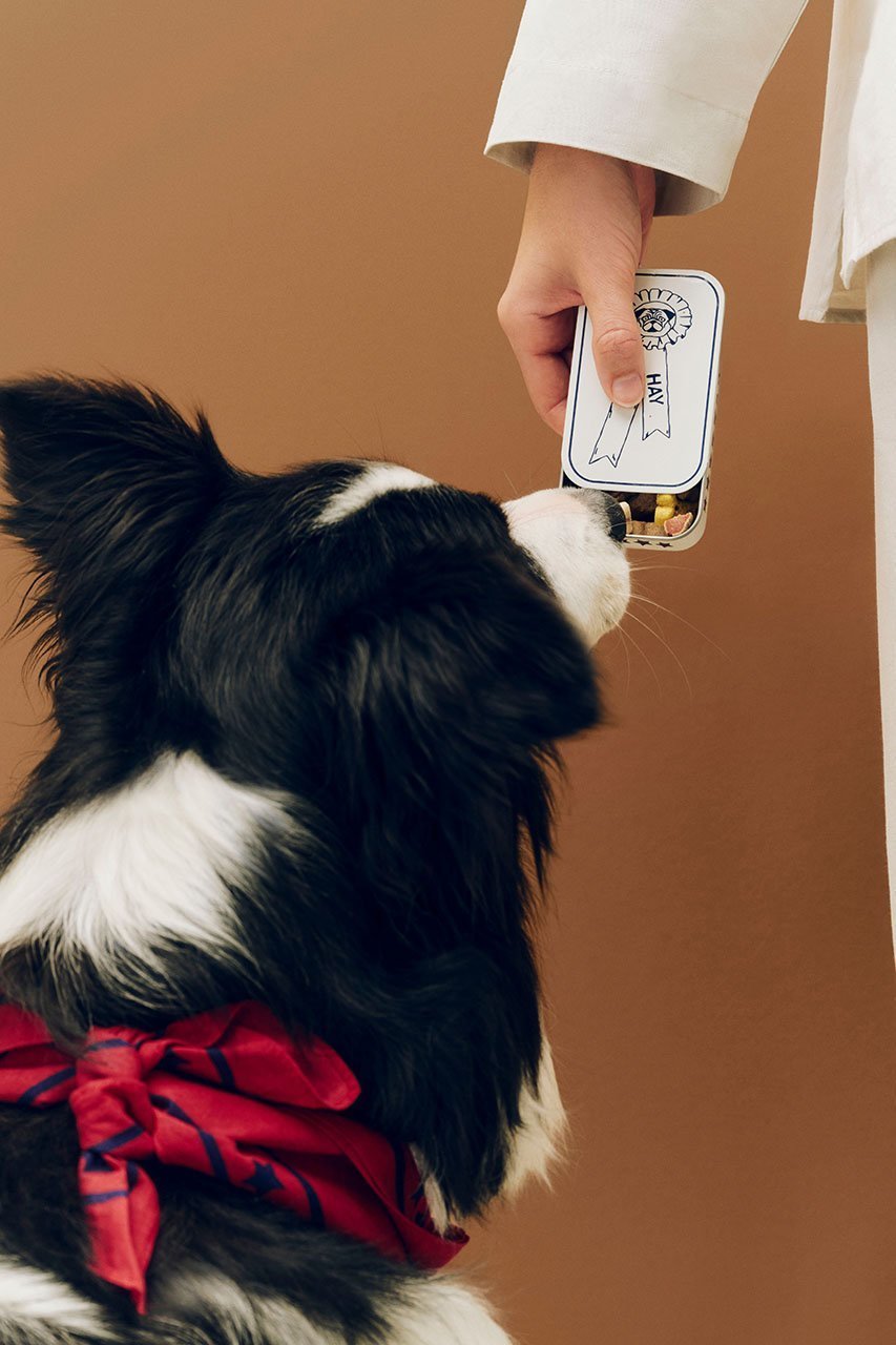 【ヘイ/HAY / GOODS】のHAY DOGS TREAT TIN S 人気、トレンドファッション・服の通販 founy(ファニー) 　アクセサリー　Fashion Accessories　カラフル　Colorful Design　コンパクト　Compact, Small Size　スマート　Smart, Elegant　ポケット　Pocket, Pocket Detail　新作・新入荷　New Arrivals / New In　犬　Dog　ホーム・キャンプ・アウトドア・お取り寄せ　Home Living / Home & Lifestyle / Camping Gear / Outdoor Camping　ペットグッズ　Pet Supplies　other-5|ID: prp329100004963410 ipo3291000000037234524