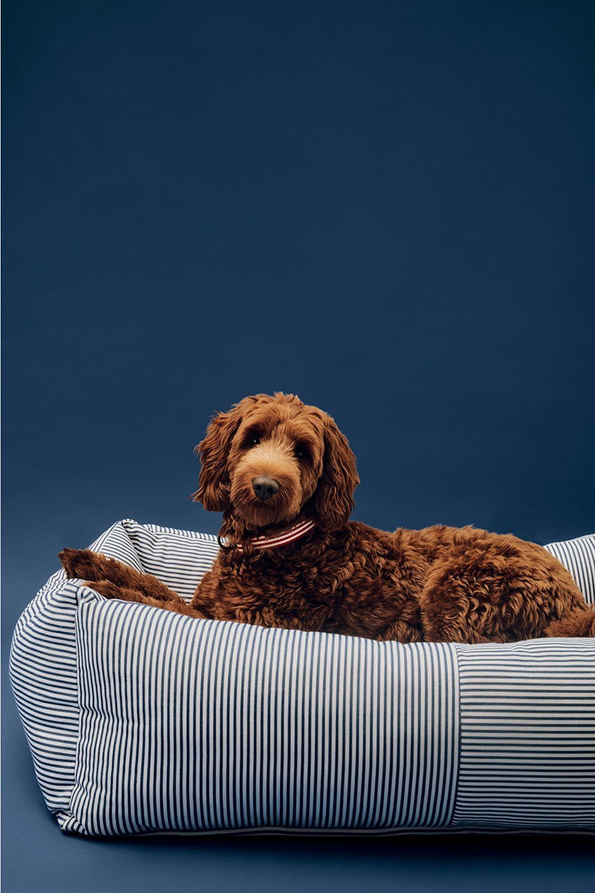 【ヘイ/HAY / GOODS】のHAY DOGS BED ZIP L 人気、トレンドファッション・服の通販 founy(ファニー) 　アクセサリー　Fashion Accessories　カラフル　Colorful Design　クッション　Cushion, Throw Pillow　タンブラー　Tumbler, Travel Mug　ブロッキング　Color Blocking, Panel Design　新作・新入荷　New Arrivals / New In　犬　Dog　ホーム・キャンプ・アウトドア・お取り寄せ　Home Living / Home & Lifestyle / Camping Gear / Outdoor Camping　ペットグッズ　Pet Supplies　other-4|ID: prp329100004963411 ipo3291000000037234530