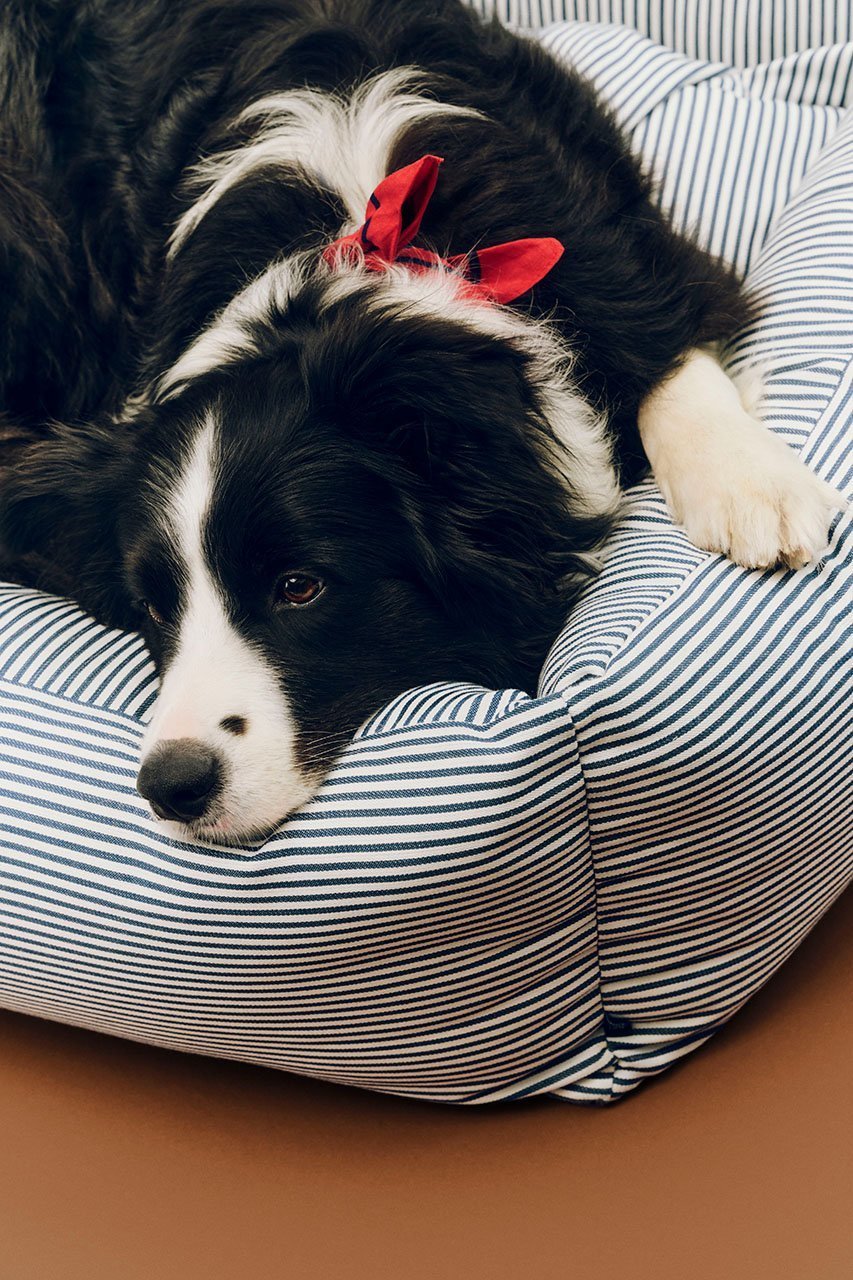 【ヘイ/HAY / GOODS】のHAY DOGS BED ZIP L 人気、トレンドファッション・服の通販 founy(ファニー) 　アクセサリー　Fashion Accessories　カラフル　Colorful Design　クッション　Cushion, Throw Pillow　タンブラー　Tumbler, Travel Mug　ブロッキング　Color Blocking, Panel Design　新作・新入荷　New Arrivals / New In　犬　Dog　ホーム・キャンプ・アウトドア・お取り寄せ　Home Living / Home & Lifestyle / Camping Gear / Outdoor Camping　ペットグッズ　Pet Supplies　other-6|ID: prp329100004963411 ipo3291000000037234532