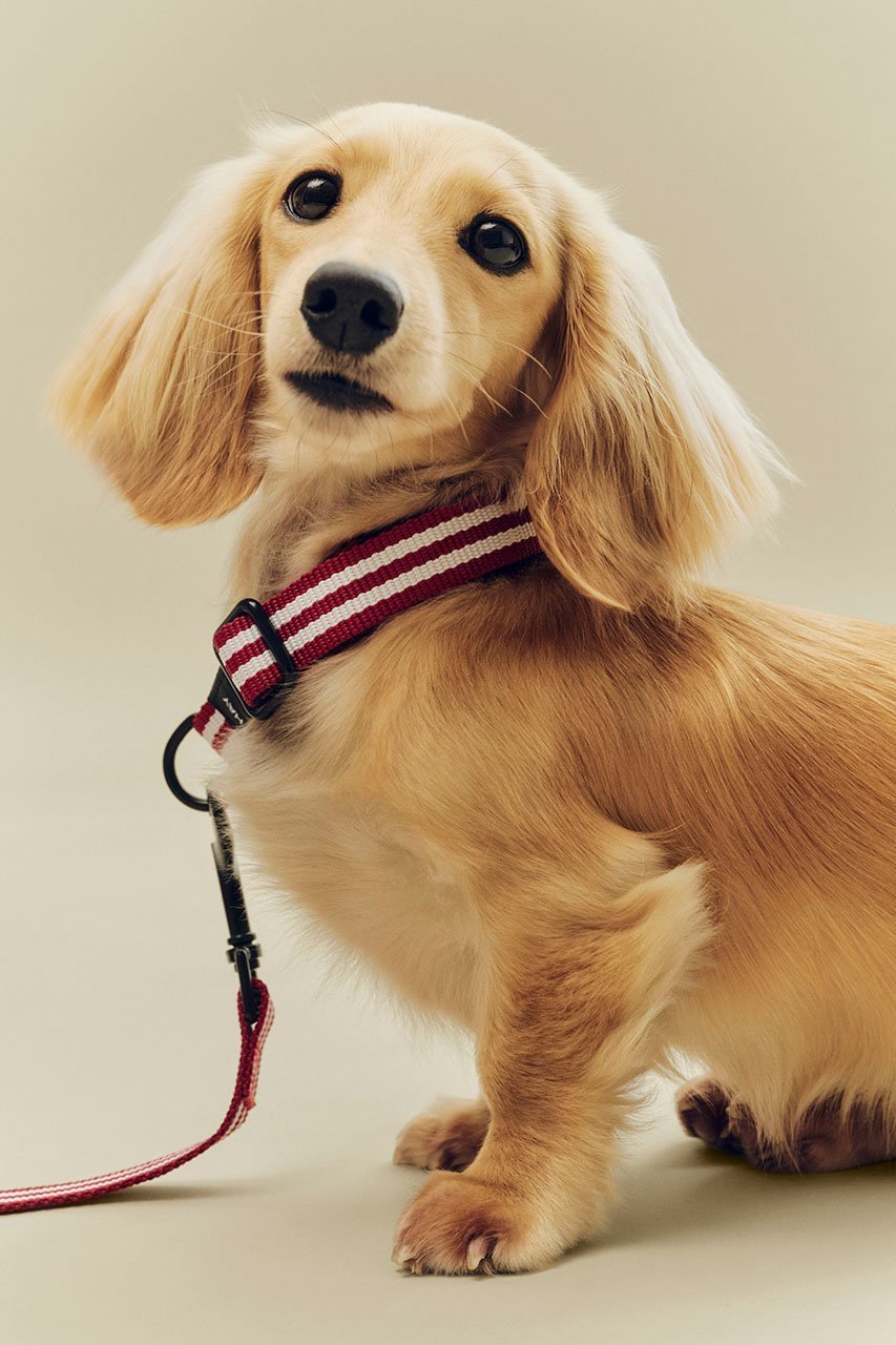 【ヘイ/HAY / GOODS】のHAY DOGS COLLAR FLAT 人気、トレンドファッション・服の通販 founy(ファニー) 　アクセサリー　Fashion Accessories　カラフル　Colorful Design　コレクション　Collection, Seasonal Line　ストライプ　Stripe, Striped Pattern　新作・新入荷　New Arrivals / New In　犬　Dog　ホーム・キャンプ・アウトドア・お取り寄せ　Home Living / Home & Lifestyle / Camping Gear / Outdoor Camping　ペットグッズ　Pet Supplies　other-3|ID: prp329100004963441 ipo3291000000037234743