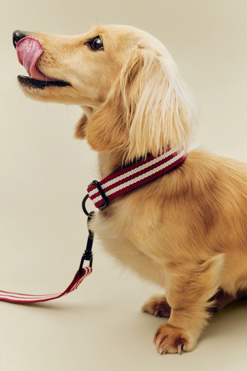 【ヘイ/HAY / GOODS】のHAY DOGS COLLAR FLAT 人気、トレンドファッション・服の通販 founy(ファニー) 　アクセサリー　Fashion Accessories　カラフル　Colorful Design　コレクション　Collection, Seasonal Line　ストライプ　Stripe, Striped Pattern　新作・新入荷　New Arrivals / New In　犬　Dog　ホーム・キャンプ・アウトドア・お取り寄せ　Home Living / Home & Lifestyle / Camping Gear / Outdoor Camping　ペットグッズ　Pet Supplies　other-4|ID: prp329100004963441 ipo3291000000037234744