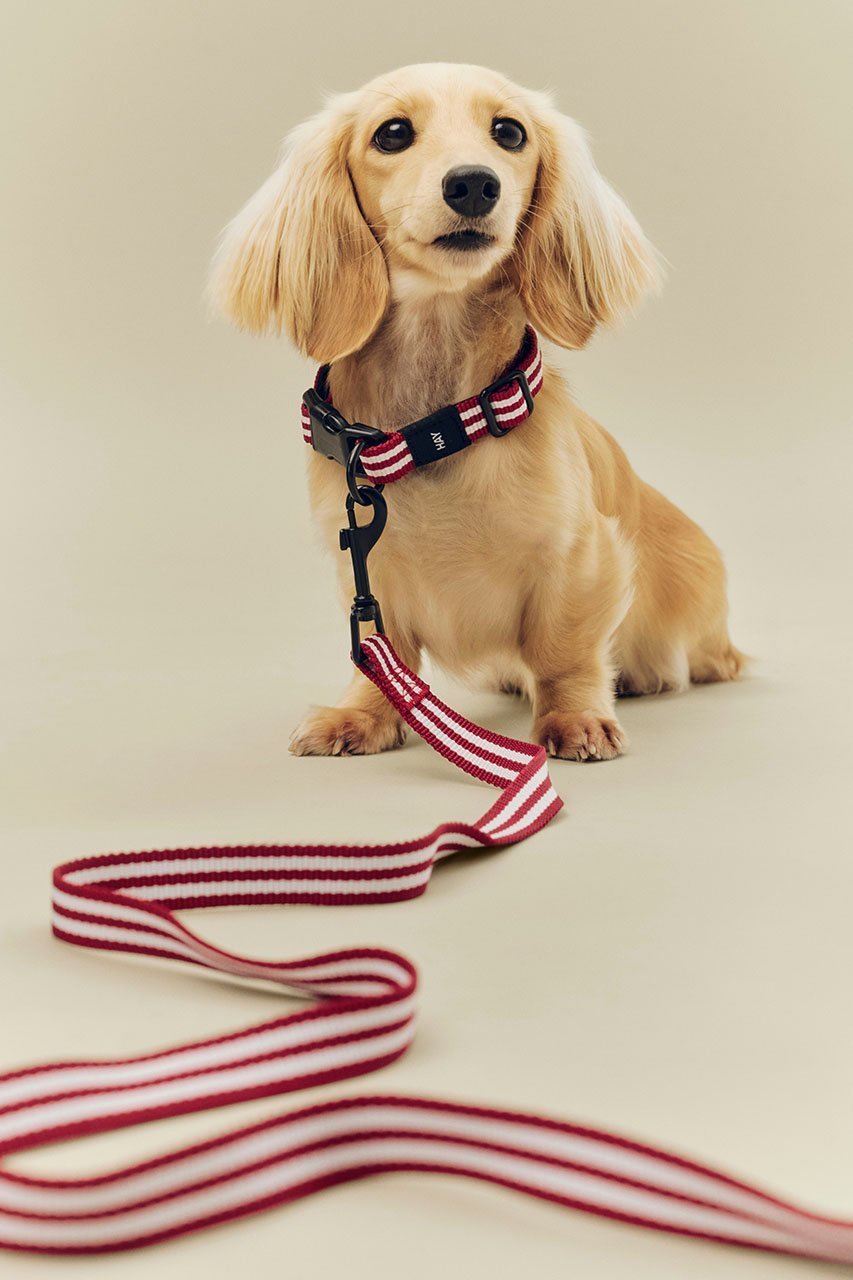 【ヘイ/HAY / GOODS】のHAY DOGS COLLAR FLAT 人気、トレンドファッション・服の通販 founy(ファニー) 　アクセサリー　Fashion Accessories　カラフル　Colorful Design　コレクション　Collection, Seasonal Line　ストライプ　Stripe, Striped Pattern　新作・新入荷　New Arrivals / New In　犬　Dog　ホーム・キャンプ・アウトドア・お取り寄せ　Home Living / Home & Lifestyle / Camping Gear / Outdoor Camping　ペットグッズ　Pet Supplies　other-5|ID: prp329100004963441 ipo3291000000037234745