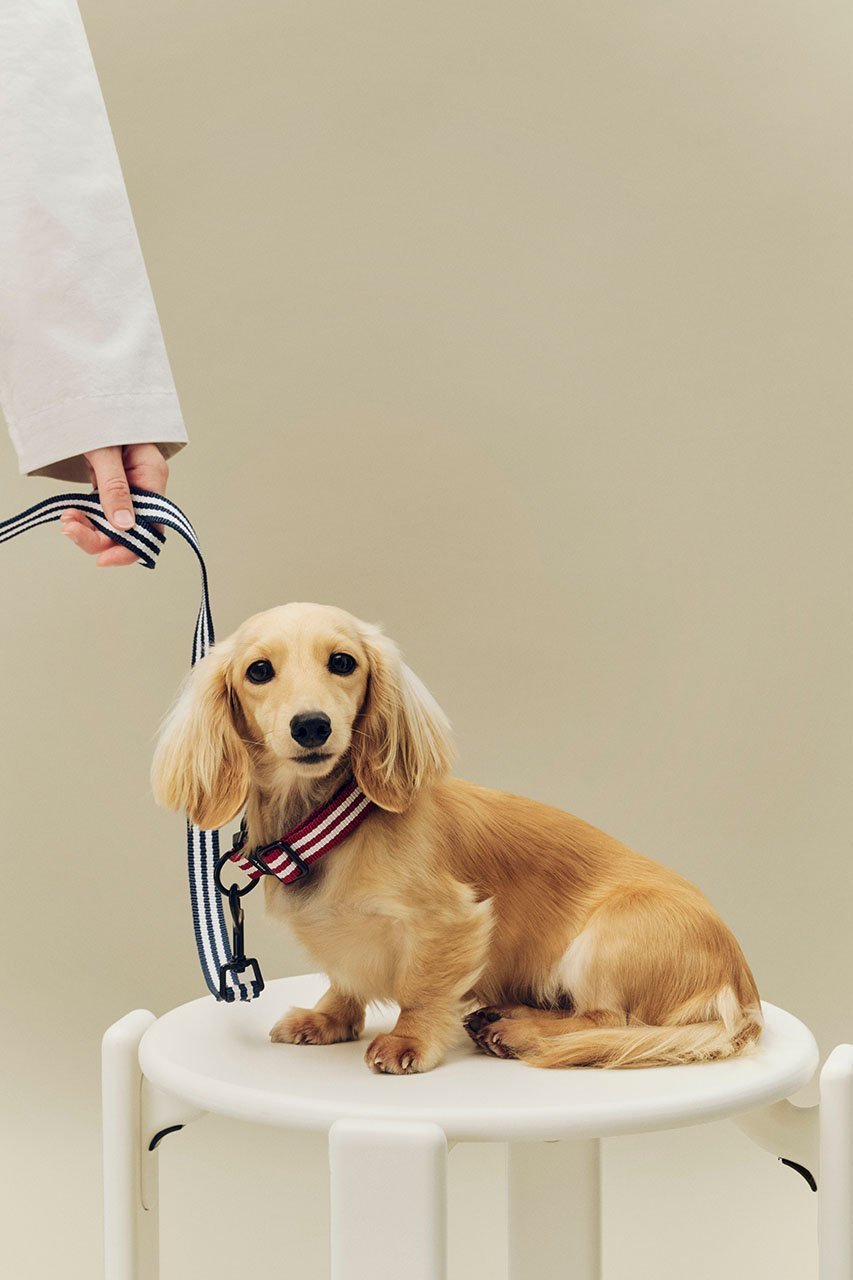 【ヘイ/HAY / GOODS】のHAY DOGS COLLAR FLAT 人気、トレンドファッション・服の通販 founy(ファニー) 　アクセサリー　Fashion Accessories　カラフル　Colorful Design　コレクション　Collection, Seasonal Line　ストライプ　Stripe, Striped Pattern　新作・新入荷　New Arrivals / New In　犬　Dog　ホーム・キャンプ・アウトドア・お取り寄せ　Home Living / Home & Lifestyle / Camping Gear / Outdoor Camping　ペットグッズ　Pet Supplies　other-6|ID: prp329100004963441 ipo3291000000037234746