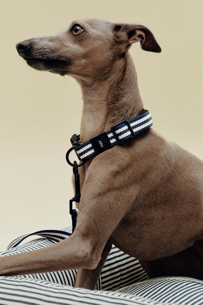 【ヘイ/HAY / GOODS】のHAY DOGS COLLAR FLAT 人気、トレンドファッション・服の通販 founy(ファニー) 　アクセサリー　Fashion Accessories　カラフル　Colorful Design　コレクション　Collection, Seasonal Line　ストライプ　Stripe, Striped Pattern　新作・新入荷　New Arrivals / New In　犬　Dog　ホーム・キャンプ・アウトドア・お取り寄せ　Home Living / Home & Lifestyle / Camping Gear / Outdoor Camping　ペットグッズ　Pet Supplies　other-7|ID: prp329100004963441 ipo3291000000037234747