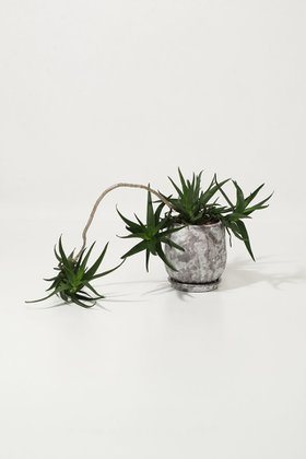 【ザ ファーム ユニバーサル/the Farm UNIVERSAL / GOODS】のアロエ・デラエティ 大人の最旬トレンドファッション＆コーディネート founy(ファウニー) 春 Spring 秋 Autumn 人気 Popular, Best Seller フラワー Flower, Floral 夏 Summer 新作・新入荷 New Arrivals / New In |ID:prp329100004971011