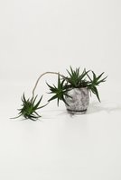 【ザ ファーム ユニバーサル/the Farm UNIVERSAL / GOODS】のアロエ・デラエティ 大人の最旬トレンドファッション＆コーディネート founy(ファウニー) 春 Spring 秋 Autumn 人気 Popular, Best Seller フラワー Flower, Floral 夏 Summer 新作・新入荷 New Arrivals / New In |ID:prp329100004971011