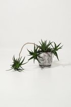 【ザ ファーム ユニバーサル/the Farm UNIVERSAL / GOODS】のアロエ・デラエティ 大人の最旬トレンドファッション＆コーディネート founy(ファウニー) 春 Spring 秋 Autumn 人気 Popular, Best Seller フラワー Flower, Floral 夏 Summer 新作・新入荷 New Arrivals / New In thumbnail -|ID: prp329100004971011 ipo3291000000037278372