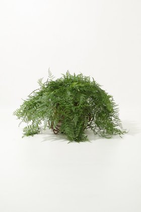 【ザ ファーム ユニバーサル/the Farm UNIVERSAL / GOODS】のダバリア・トリコマノイデス 大人の最旬トレンドファッション＆コーディネート founy(ファウニー) 春 Spring 秋 Autumn フラワー Flower, Floral モコモコ Fuzzy, Fluffy レース Lace, Lace Fabric 夏 Summer 新作・新入荷 New Arrivals / New In |ID:prp329100004971013