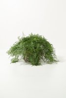 【ザ ファーム ユニバーサル/the Farm UNIVERSAL / GOODS】のダバリア・トリコマノイデス 大人の最旬トレンドファッション＆コーディネート founy(ファウニー) 春 Spring 秋 Autumn フラワー Flower, Floral モコモコ Fuzzy, Fluffy レース Lace, Lace Fabric 夏 Summer 新作・新入荷 New Arrivals / New In |ID:prp329100004971013