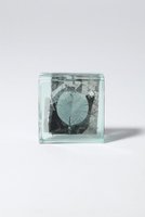 【その他のブランド/Other】のBotanical Cube サンキライ 大人の最旬トレンドファッション＆コーディネート founy(ファウニー) ガラス Glass, Glassware 新作・新入荷 New Arrivals / New In |ID:prp329100004984071