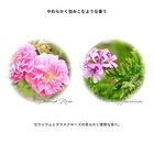 thumbnail other-3