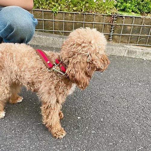 【スアデオ/suadeo】の【HOSU】コラボストライプストラップ(2cm幅) 人気、トレンドファッション・服の通販 founy(ファニー) 　ファッション　Fashion　レディースファッション　Ladies' Fashion Online　シルバー　Silver　シンプル　Simple　スポーツ　Sports　スマート　Smart　ラップ　Wrap　日本製　Made In Japan　犬　Dog　エレガント 上品　Elegant　other-3|ID: prp329100004572719 ipo3291000000032639487