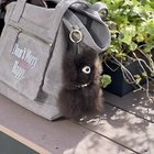 【ノーリーズ/NOLLEY'S】の【COSY NOLLEYS】パールベアーチャーム ブラウン|ID: prp329100004601676 ipo3291000000034968706