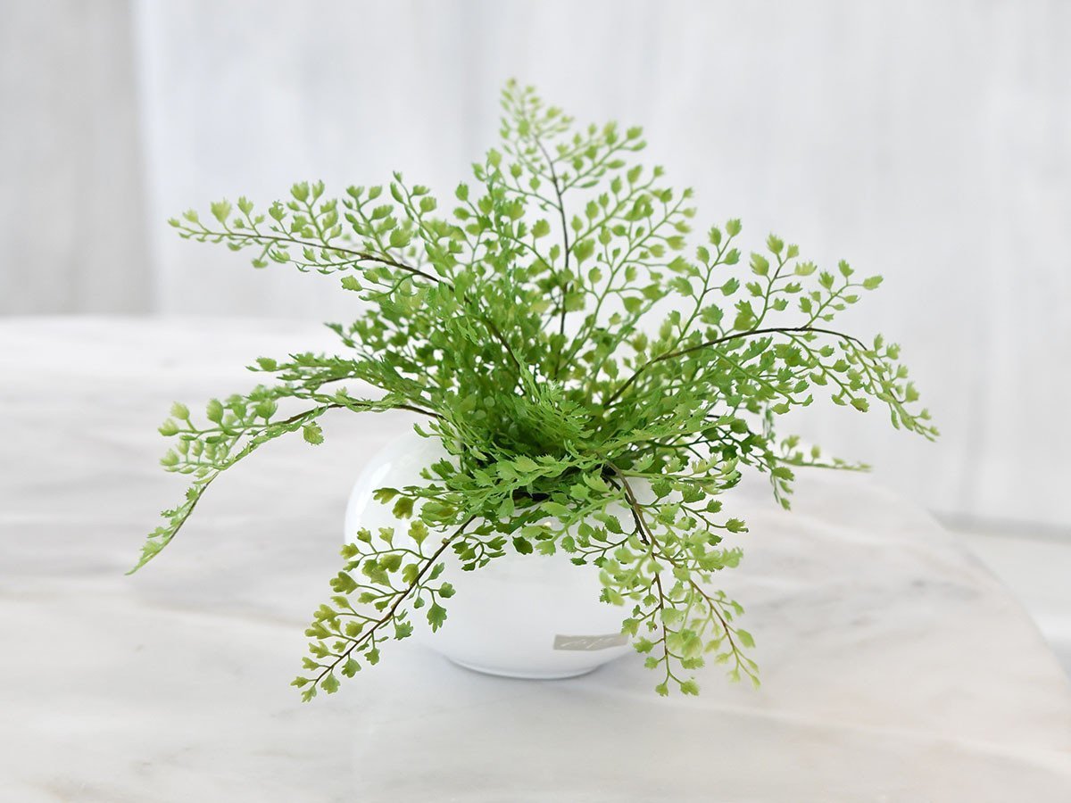 【エミリオロバ/EMILIO ROBBA】のADIANTUM / アジアンタム インテリア・キッズ・メンズ・レディースファッション・服の通販 founy(ファニー) コレクション Collection, Seasonal Line ホーム・キャンプ・アウトドア・お取り寄せ Home Living / Home & Lifestyle / Camping Gear / Outdoor Camping 家具・インテリア Home Furniture & Interior. Stylish & Functional Living Spaces その他 インテリア雑貨、家具 Home Decor & Furniture Extras -|ID: prp329100000000629 ipo3291000000030210981