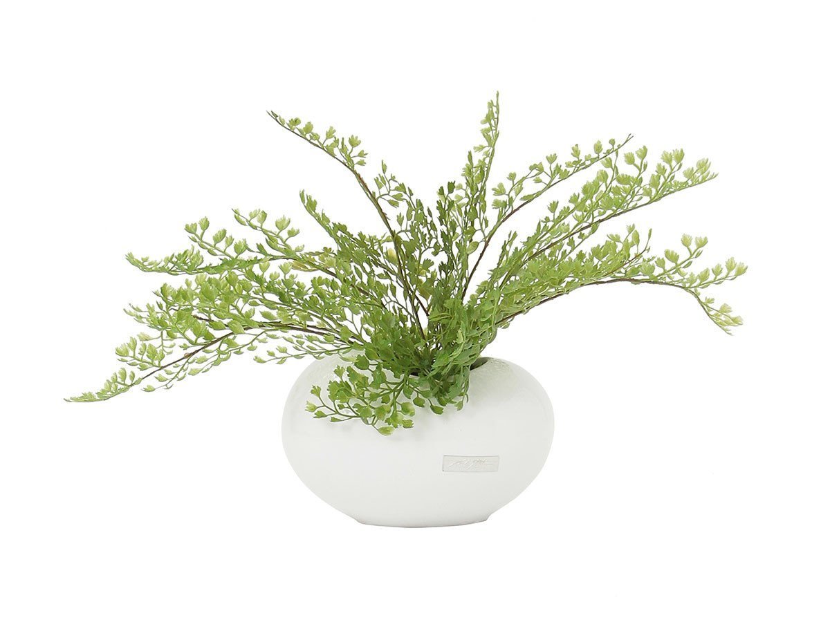 【エミリオロバ/EMILIO ROBBA】のADIANTUM / アジアンタム 人気、トレンドファッション・服の通販 founy(ファニー) コレクション Collection, Seasonal Line ホーム・キャンプ・アウトドア・お取り寄せ Home Living / Home & Lifestyle / Camping Gear / Outdoor Camping 家具・インテリア Home Furniture & Interior. Stylish & Functional Living Spaces その他 インテリア雑貨、家具 Home Decor & Furniture Extras other-2|ID: prp329100000000629 ipo3291000000031496605