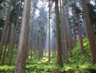 【モア トゥリーズ デザイン/more trees design / GOODS】のCUTTING BOARD / まな板 本製品の売上の一部は、more trees の森林保全をはじめとする活動に役立てられます。|ID:prp329100000003320