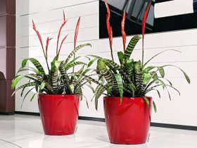 【レチューザ/Lechuza / GOODS】のClassico JOKER 43 / クラシコ・ジョーカー43 底面灌水セット付 人気、トレンドファッション・服の通販 founy(ファニー) ライナー Liner, Inner Layer 送料無料 Free Shipping おすすめ Recommended / Our Picks ホーム・キャンプ・アウトドア・お取り寄せ Home Living / Home & Lifestyle / Camping Gear / Outdoor Camping 家具・インテリア Home Furniture & Interior. Stylish & Functional Living Spaces その他 インテリア雑貨、家具 Home Decor & Furniture Extras |ID:prp329100000004462