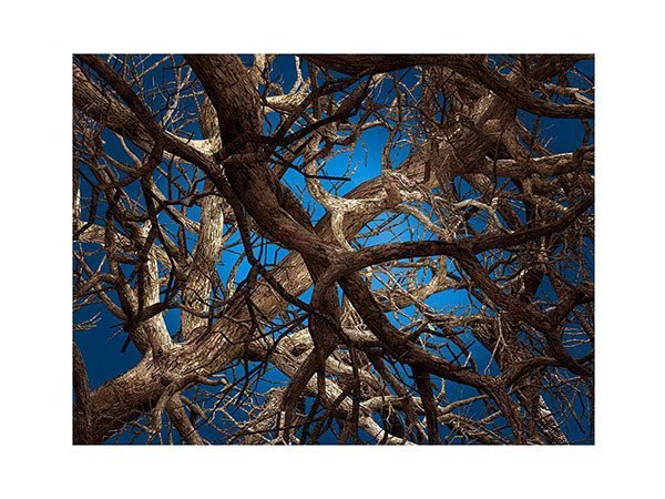 【モーイ/moooi / GOODS】のLiquid Maple / リキッドメイプル インテリア・キッズ・メンズ・レディースファッション・服の通販 founy(ファニー) https://founy.com/ 送料無料 Free Shipping コレクション Collection ホーム・キャンプ・アウトドア・お取り寄せ Home,Garden,Outdoor,Camping Gear 家具・インテリア Furniture その他 インテリア雑貨、家具 Furniture, Interior, Others |ID: prp329100000005416 ipo3291000000030221579