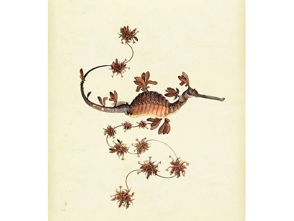 【モーイ/moooi / GOODS】のExtinct Animal Rug BLOOMING SEADRAGON / ブルーミングシードラゴン インテリア・キッズ・メンズ・レディースファッション・服の通販 founy(ファニー) 　コレクション　Collection　送料無料　Free Shipping　ホーム・キャンプ・アウトドア・お取り寄せ　Home,Garden,Outdoor,Camping Gear　家具・インテリア　Furniture　その他 インテリア雑貨、家具　Furniture, Interior, Others　ブルーミングシードラゴン|ID: prp329100000006421 ipo3291000000030221403