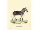【モーイ/moooi / GOODS】のExtinct Animal Rug ARISTO QUAGGA / アリストクアッガ アリストクアッガ|ID: prp329100000006619 ipo3291000000030222662