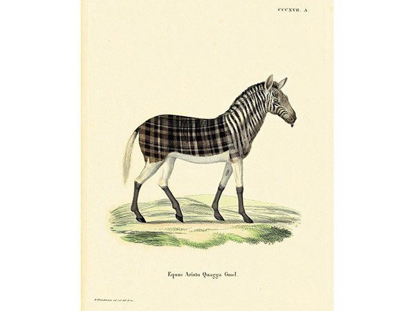 【モーイ/moooi / GOODS】のExtinct Animal Rug ARISTO QUAGGA / アリストクアッガ インテリア・キッズ・メンズ・レディースファッション・服の通販 founy(ファニー) 　コレクション　Collection　パターン　Pattern　送料無料　Free Shipping　ホーム・キャンプ・アウトドア・お取り寄せ　Home,Garden,Outdoor,Camping Gear　家具・インテリア　Furniture　その他 インテリア雑貨、家具　Furniture, Interior, Others　アリストクアッガ|ID: prp329100000006619 ipo3291000000030222662