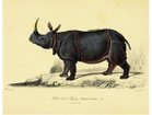 【モーイ/moooi / GOODS】のExtinct Animal Rug DWARF RHINO / ドワーフライノ ドワーフライノ|ID: prp329100000007850 ipo3291000000030221387