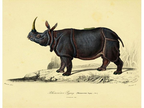 【モーイ/moooi / GOODS】のExtinct Animal Rug DWARF RHINO / ドワーフライノ インテリア・キッズ・メンズ・レディースファッション・服の通販 founy(ファニー) 　コレクション　Collection　シルバー　Silver　パターン　Pattern　メタリック　Metallic　送料無料　Free Shipping　ホーム・キャンプ・アウトドア・お取り寄せ　Home,Garden,Outdoor,Camping Gear　家具・インテリア　Furniture　その他 インテリア雑貨、家具　Furniture, Interior, Others　ドワーフライノ|ID: prp329100000007850 ipo3291000000030221387