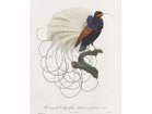 【モーイ/moooi / GOODS】のExtinct Animal Rug CALLIGRAPHY BIRD / カリグラフィーバード カリグラフィーバード|ID: prp329100000009839 ipo3291000000030221331