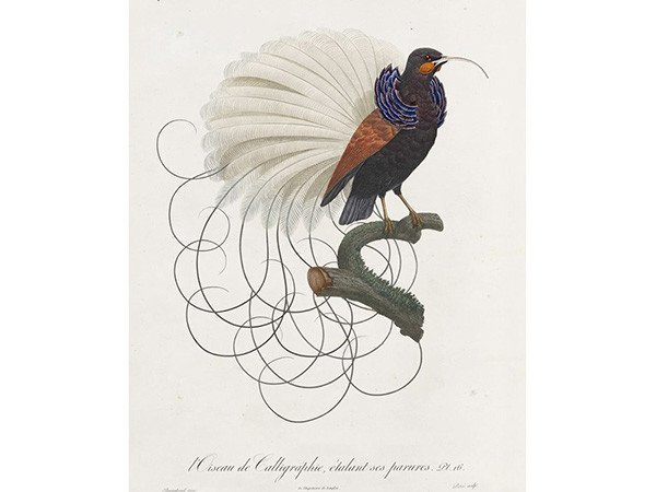 【モーイ/moooi / GOODS】のExtinct Animal Rug CALLIGRAPHY BIRD / カリグラフィーバード インテリア・キッズ・メンズ・レディースファッション・服の通販 founy(ファニー) カラフル Colorful Design コレクション Collection, Seasonal Line 送料無料 Free Shipping ホーム・キャンプ・アウトドア・お取り寄せ Home Living / Home & Lifestyle / Camping Gear / Outdoor Camping 家具・インテリア Home Furniture & Interior. Stylish & Functional Living Spaces その他 インテリア雑貨、家具 Home Decor & Furniture Extras カリグラフィーバード|ID: prp329100000009839 ipo3291000000030221331