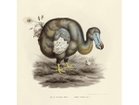 【モーイ/moooi / GOODS】のExtinct Animal Rug DODO PAVONE / ドードーパヴォーネ ドードーパヴォーネ|ID: prp329100000010246 ipo3291000000030221351
