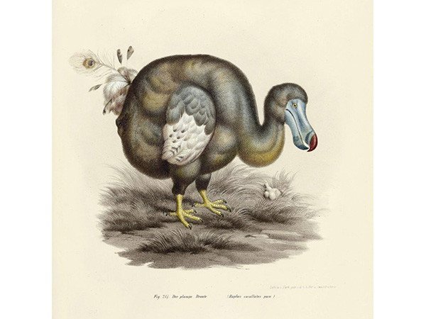 【モーイ/moooi / GOODS】のExtinct Animal Rug DODO PAVONE / ドードーパヴォーネ 人気、トレンドファッション・服の通販 founy(ファニー) 　コレクション　Collection　シルバー　Silver　テクスチャー　Texture　パターン　Pattern　ポンポン　Pom Pom　送料無料　Free Shipping　ホーム・キャンプ・アウトドア・お取り寄せ　Home,Garden,Outdoor,Camping Gear　家具・インテリア　Furniture　その他 インテリア雑貨、家具　Furniture, Interior, Others　other-2|ID: prp329100000010246 ipo3291000000031538563