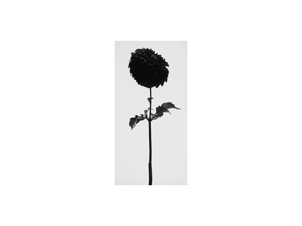 【アイグレボゥ/IGREBOW / GOODS】のFLOWER / フラワー1 × 2[ f_612_18 ] 人気、トレンドファッション・服の通販 founy(ファニー) 　送料無料　Free Shipping　アクリル　Acrylic　シンプル　Simple　スタンダード　Standard　フラワー　Flower　フレーム　Flame　other-3|ID: prp329100001236426 ipo3291000000031520258