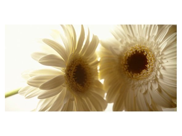 【アイグレボゥ/IGREBOW / GOODS】のFLOWER / フラワー 1 × 2[ CF_612_2 ] 人気、トレンドファッション・服の通販 founy(ファニー) 　送料無料　Free Shipping　アクリル　Acrylic　シンプル　Simple　スタンダード　Standard　フラワー　Flower　フレーム　Flame　other-6|ID: prp329100001236439 ipo3291000000031520381
