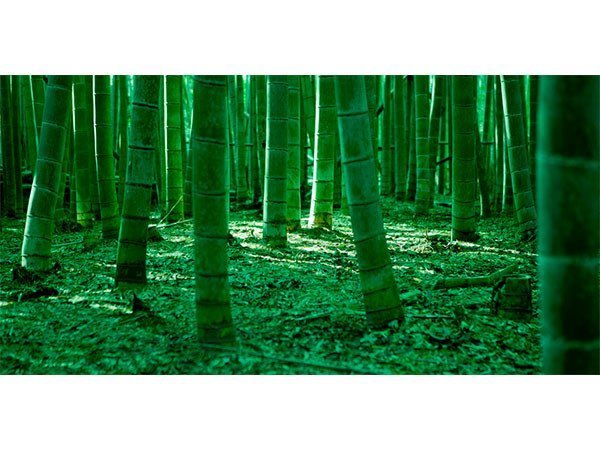 【アイグレボゥ/IGREBOW / GOODS】の日本 嵯峨野の竹林 / 日本 嵯峨野の竹林 1 × 2[ J-612-53 ] インテリア・キッズ・メンズ・レディースファッション・服の通販 founy(ファニー) 　送料無料　Free Shipping　フラット　Flat　プリント　Print　モダン　Modern　ランダム　Random　日本 / 嵯峨野の竹林|ID: prp329100001236461 ipo3291000000030206745