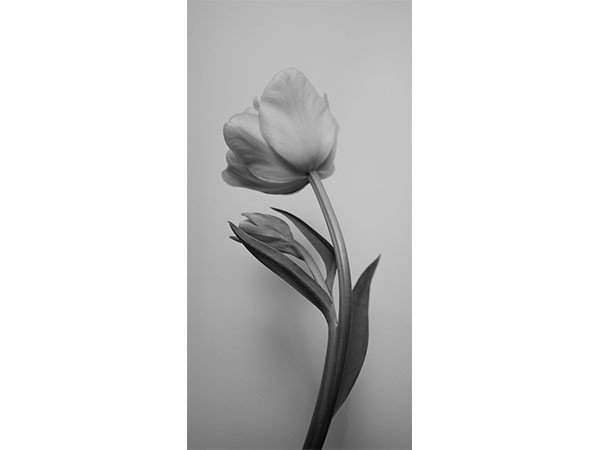 【アイグレボゥ/IGREBOW / GOODS】のチューリップ / チューリップ 1 × 2[ F-612-6 ] インテリア・キッズ・メンズ・レディースファッション・服の通販 founy(ファニー) 　送料無料　Free Shipping　チューリップ　Tube, Tube Top　フラット　Flat, Flat Shoes　プリント　Print, Printed Pattern　モダン　Modern, Contemporary　ランダム　Random, Irregular　チューリップ|ID: prp329100001236473 ipo3291000000030207373