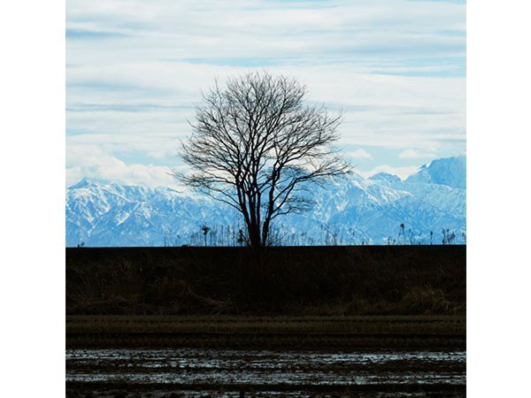 【アイグレボゥ/IGREBOW / GOODS】の日本 防波堤の木 / 日本 防波堤の木 1 × 1[ J-66-28 ] 人気、トレンドファッション・服の通販 founy(ファニー) 　送料無料　Free Shipping　フラット　Flat, Flat Shoes　プリント　Print, Printed Pattern　モダン　Modern, Contemporary　ランダム　Random, Irregular　other-5|ID: prp329100001236475 ipo3291000000031520693