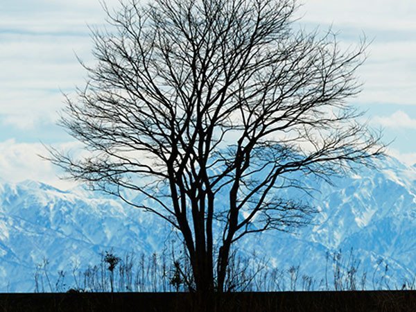 【アイグレボゥ/IGREBOW / GOODS】の日本 防波堤の木 / 日本 防波堤の木 1 × 1[ J-66-28 ] 人気、トレンドファッション・服の通販 founy(ファニー) 　送料無料　Free Shipping　フラット　Flat, Flat Shoes　プリント　Print, Printed Pattern　モダン　Modern, Contemporary　ランダム　Random, Irregular　other-6|ID: prp329100001236475 ipo3291000000031520695