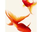 【アイグレボゥ/IGREBOW / GOODS】の金魚 / 金魚 1 × 1[ J-66-20 ] 金魚|ID:prp329100001236476