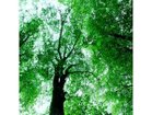 【アイグレボゥ/IGREBOW / GOODS】の日本 樹木 / 日本 樹木 1 × 1[ J-66-17 ] 日本 / 樹木|ID:prp329100001236483