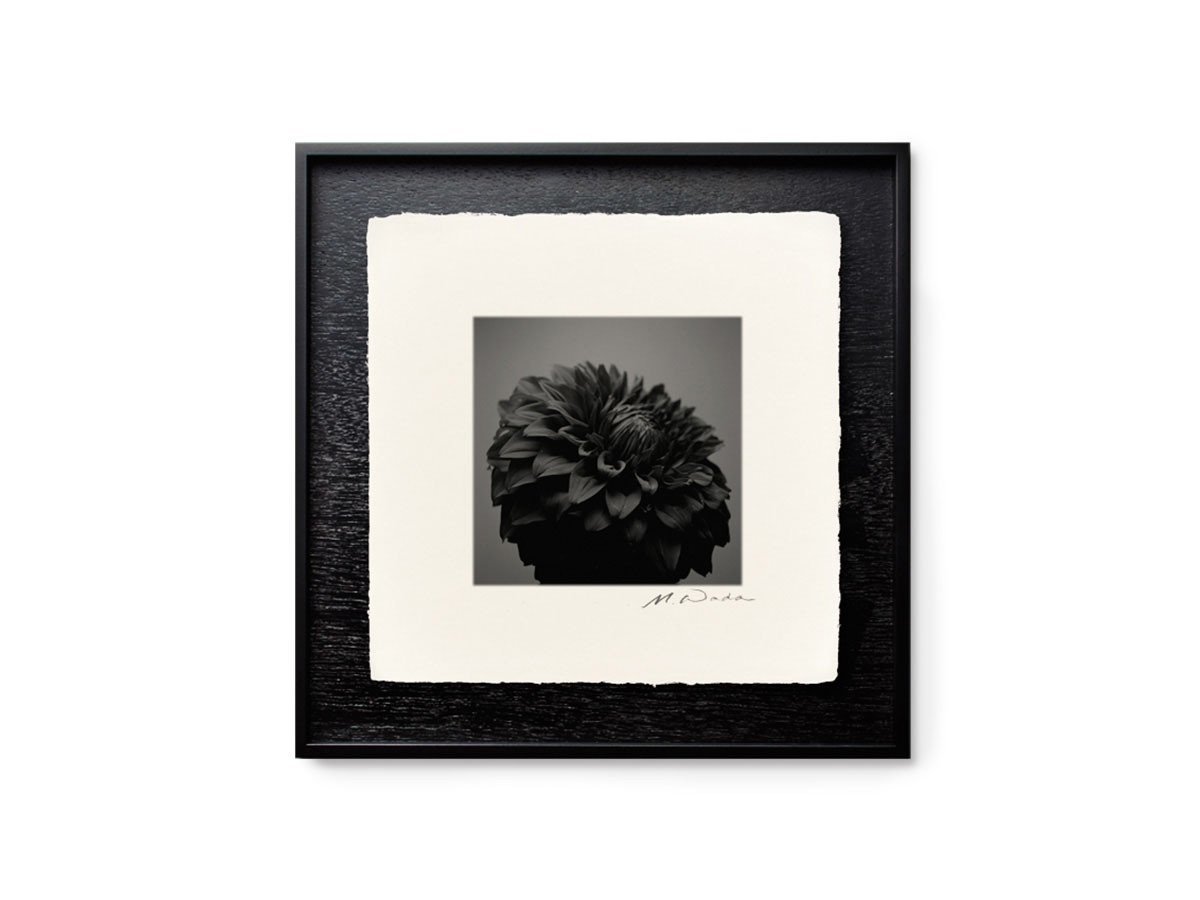 【アイグレボゥ/IGREBOW / GOODS】のダリア / ダリア 1 × 1[ F-66-27 ] インテリア・キッズ・メンズ・レディースファッション・服の通販 founy(ファニー) 　送料無料　Free Shipping　フラット　Flat, Flat Shoes　プリント　Print, Printed Pattern　モダン　Modern, Contemporary　ランダム　Random, Irregular　額装タイプ:和紙用木製額|ID: prp329100001236484 ipo3291000000030207856