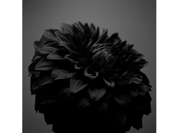 【アイグレボゥ/IGREBOW / GOODS】のダリア / ダリア 1 × 1[ F-66-27 ] 人気、トレンドファッション・服の通販 founy(ファニー) 　送料無料　Free Shipping　フラット　Flat, Flat Shoes　プリント　Print, Printed Pattern　モダン　Modern, Contemporary　ランダム　Random, Irregular　other-5|ID: prp329100001236484 ipo3291000000031520773